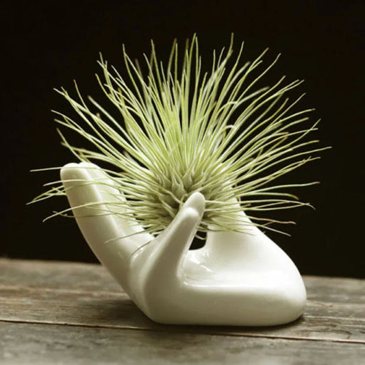 White Porcelain Ceramic Air Plant Tillandsia Holder Flower Office Desk Decor Chic Home Decoration Garden Ornaments